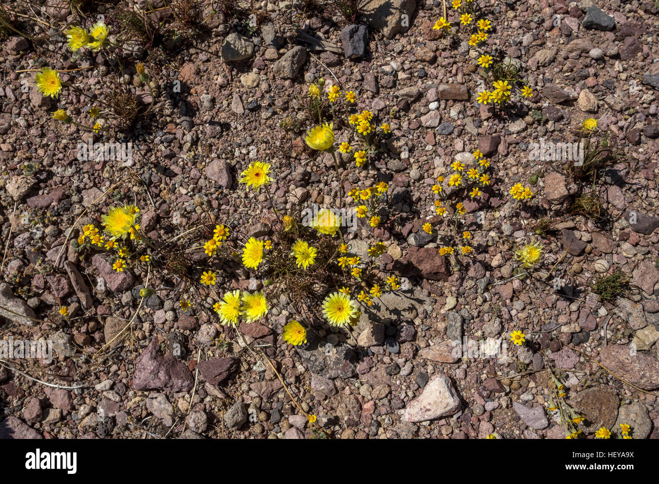 Desert Dandelions, Desert Gold wildflowers, Dante's View Road, Death Valley National Park, Death Valley, California Stock Photo