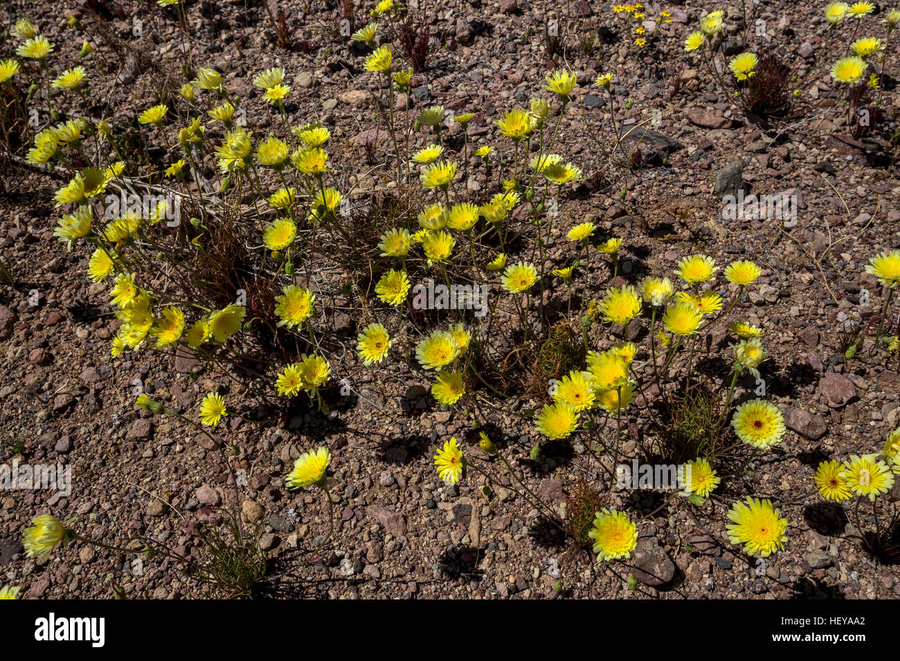 carpet bloom of Desert Dandelions, wildflowers, Dante's View Road, Death Valley National Park, Death Valley, California, Stock Photo