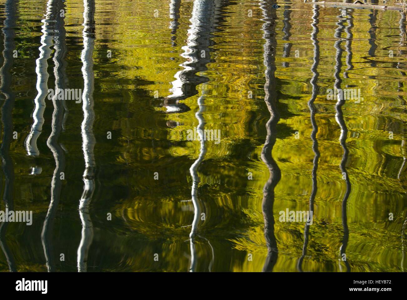 Dead trees in the water reflection flooded reservoir in the mountains