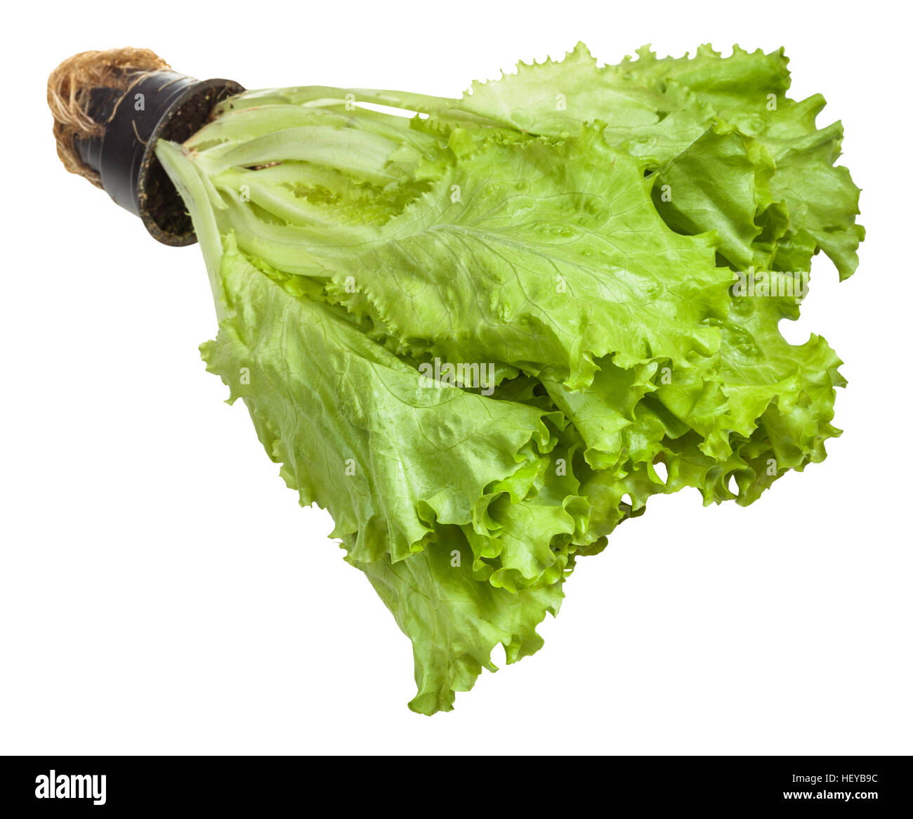 Grow lettuce in container Cut Out Stock Images & Pictures Alamy