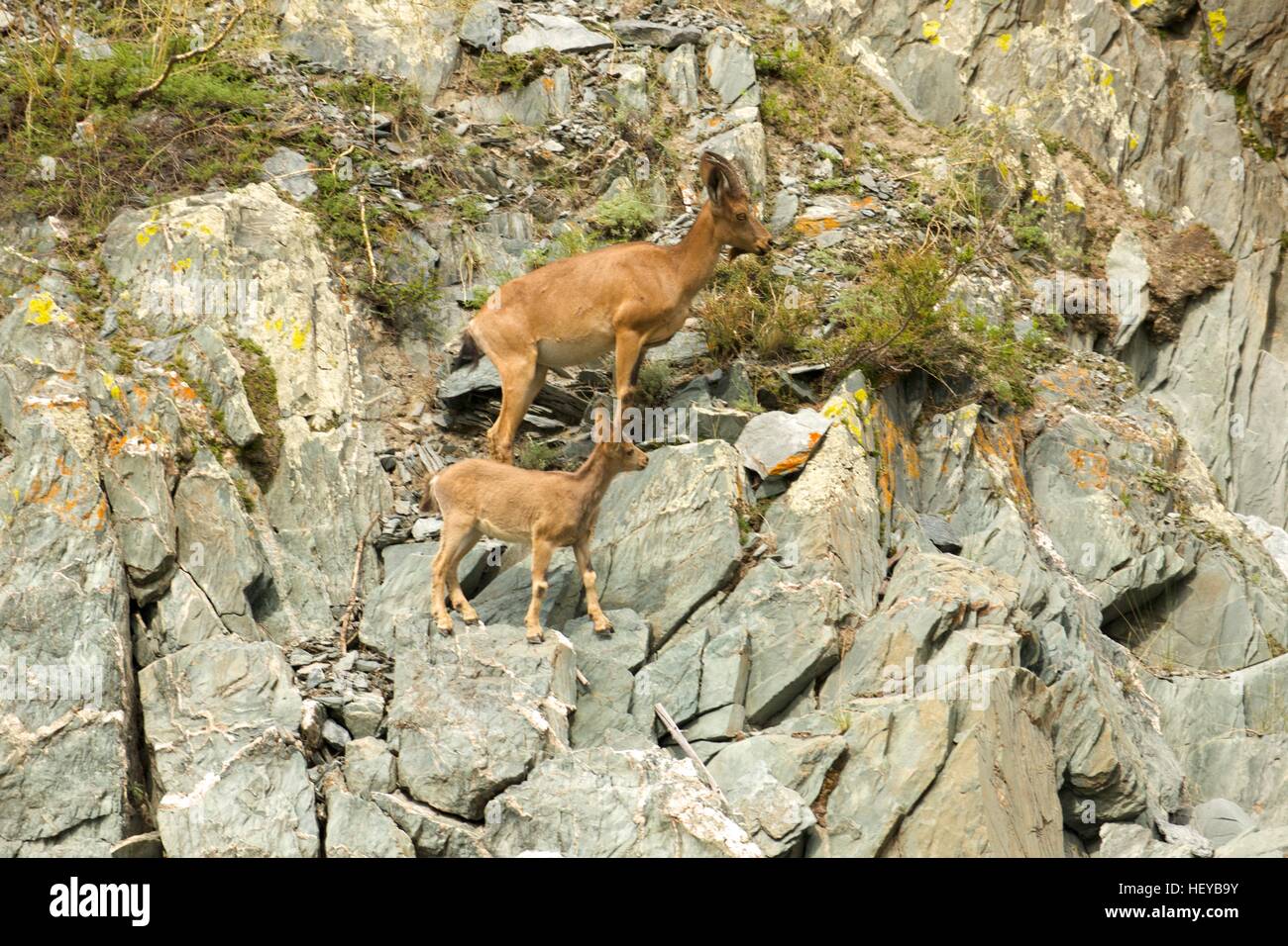 ibex swarm up mountains Stock Photo