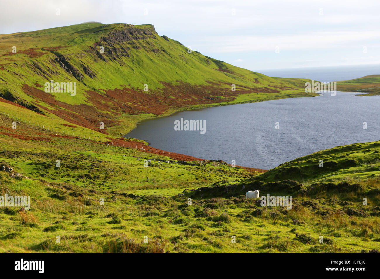 Neist Point is a viewpoint on the most westerly point of Isle of Skye, Scotland. Sheeps in the pasture. Stock Photo