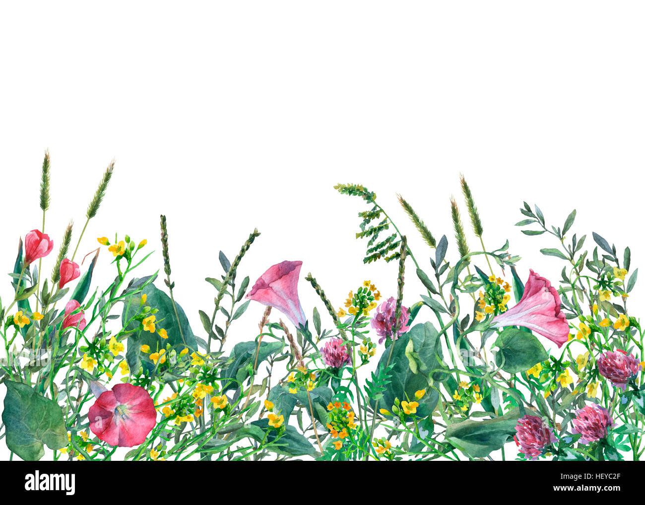 Panoramic view of wild meadow flowers and grass on  white background. Watercolor hand drawn border with flowers and herbs. Stock Photo