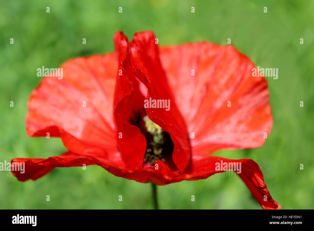 Opium bed hi-res stock photography and images - Alamy