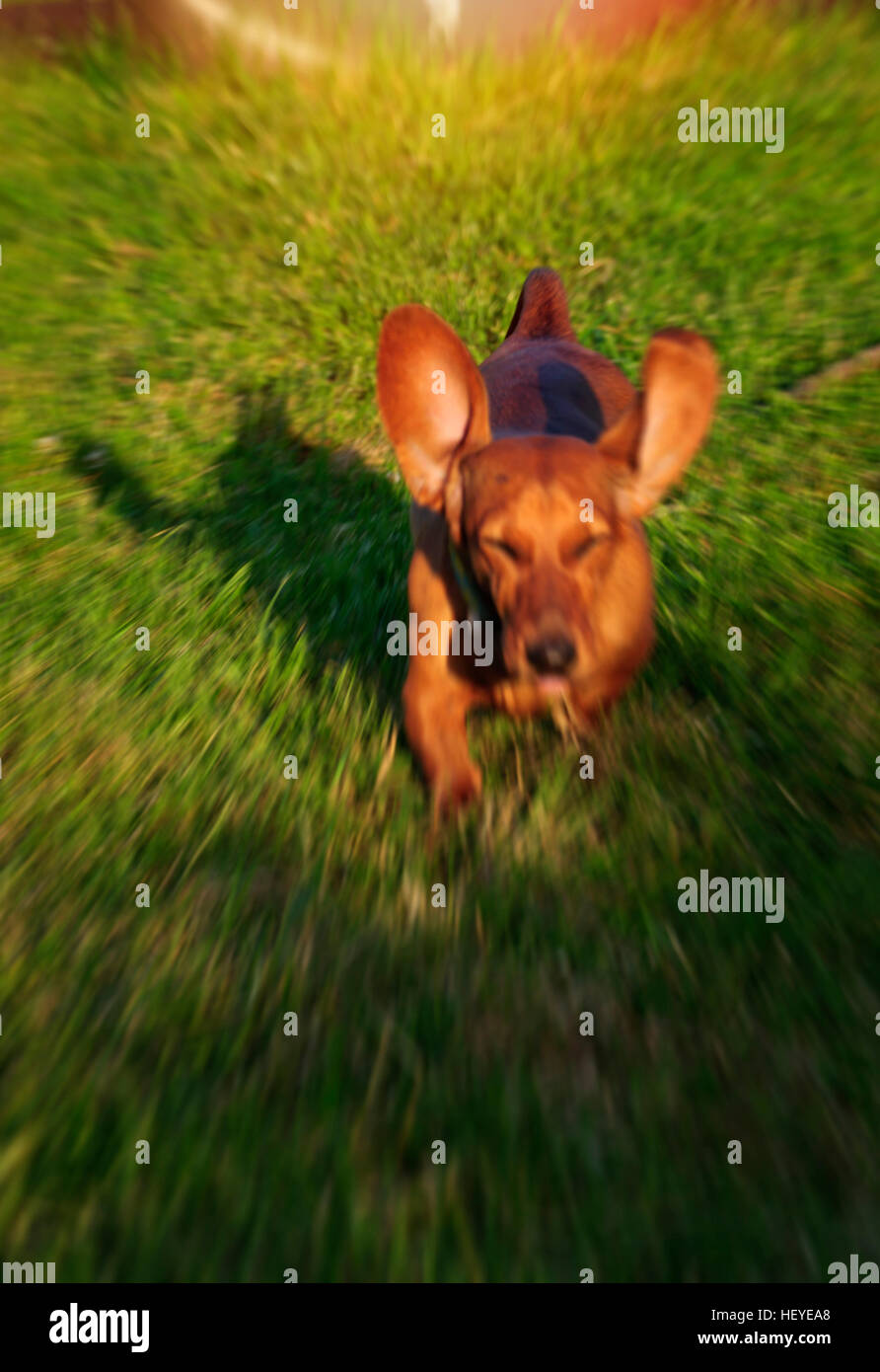 How Fast Can A Dachshund Run