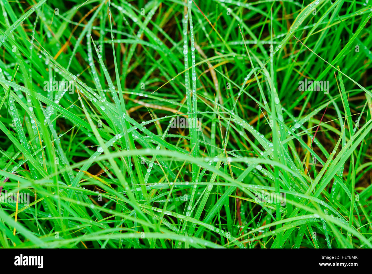 green grass macro close up with water drops water drops on grass Stock ...