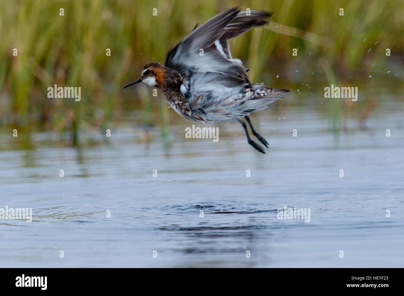 Red-necked phalarope (Phalaropus lobatus) taking off from tundra pond near Barrow Alaska Stock Photo