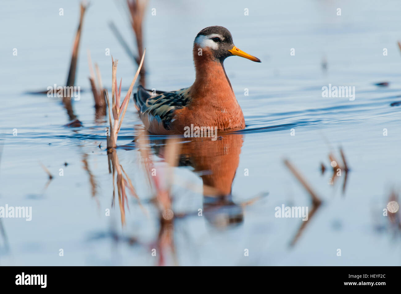 Adult female red phalarope (Phalaropus fulicaria) on tundra pond near Barrow Alaska Stock Photo