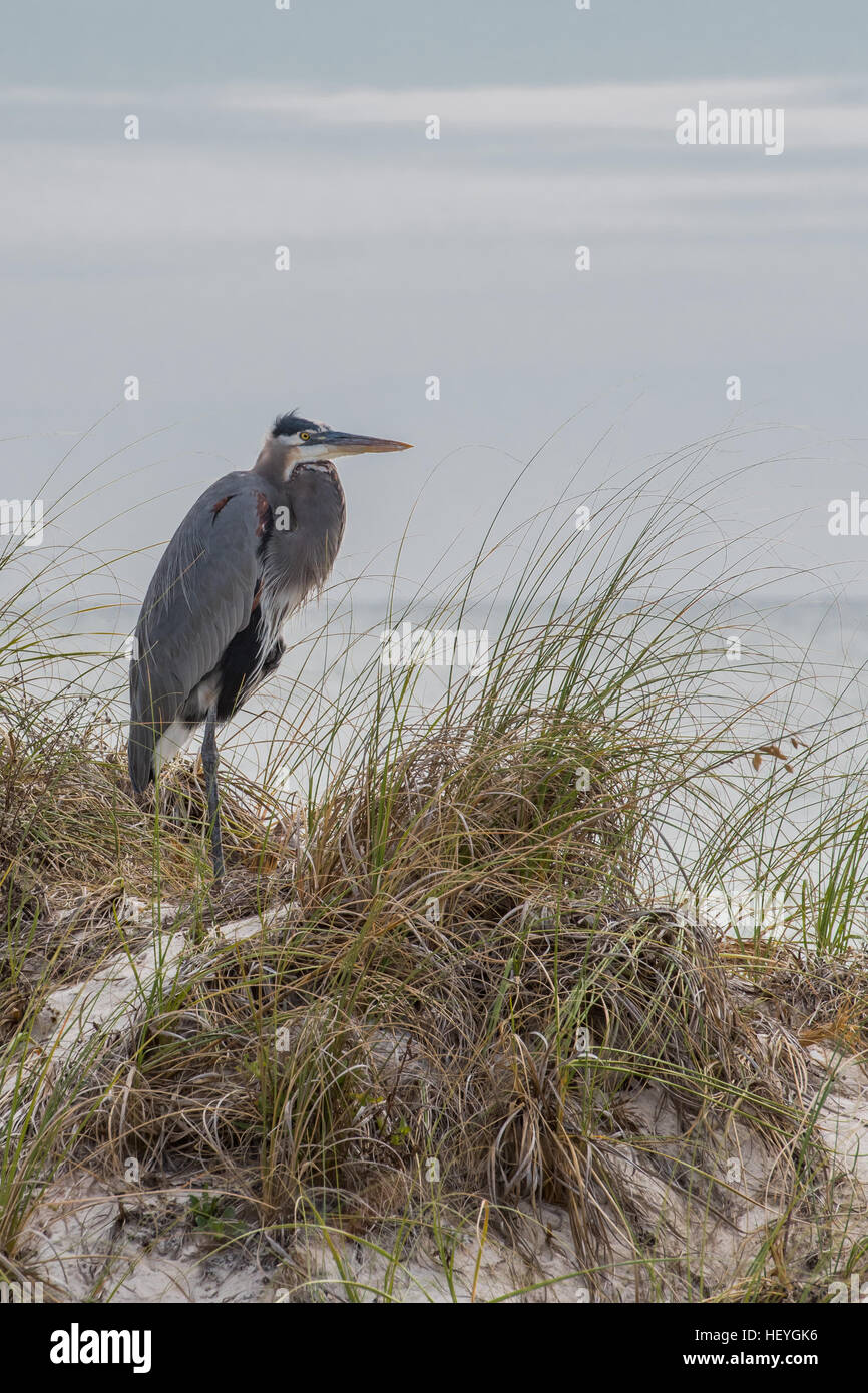 Heron on Coast  Shivering in a COol Wind Vertical Stock Photo