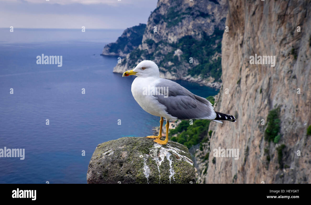 Italian island of Capri Stock Photo - Alamy