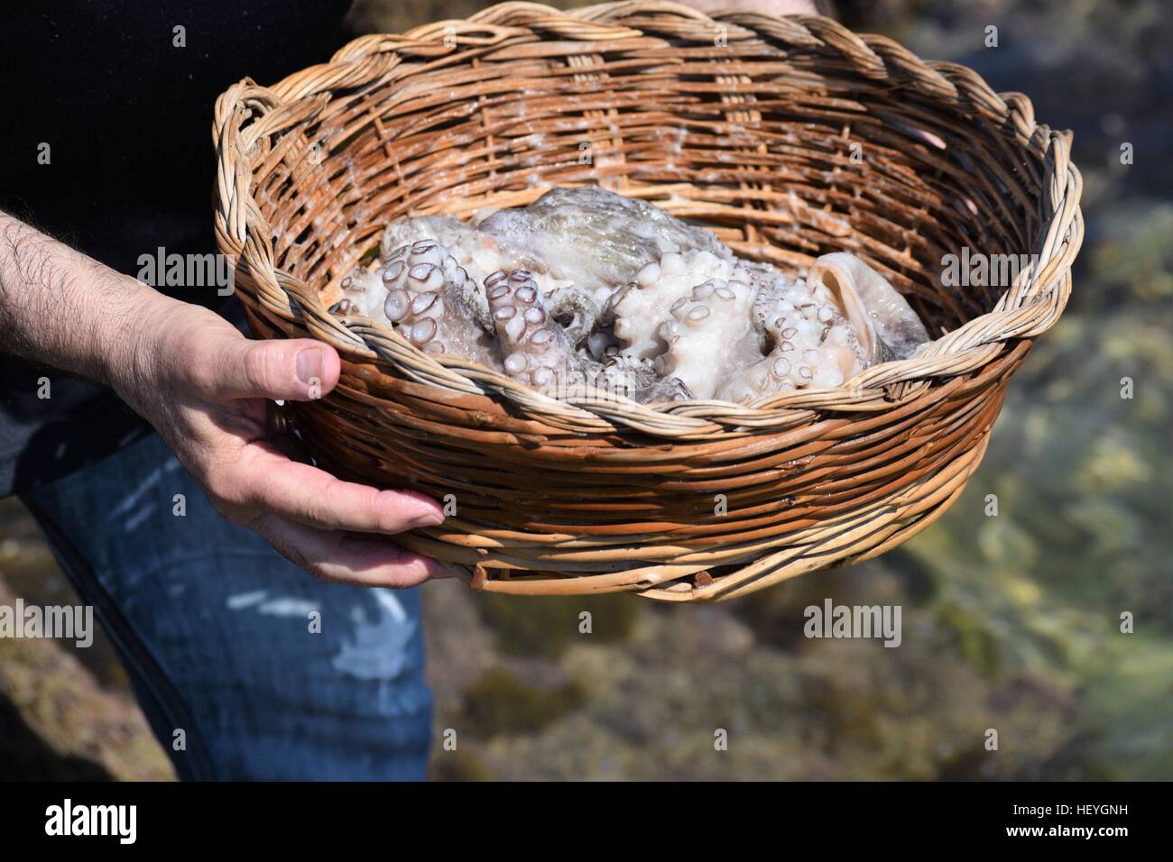 Octopus photos hi-res stock photography and images - Alamy