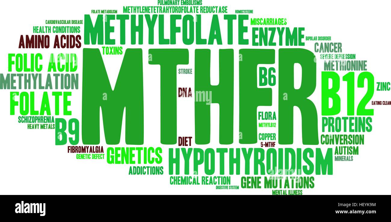 MTHFR word cloud on a white background. Stock Vector