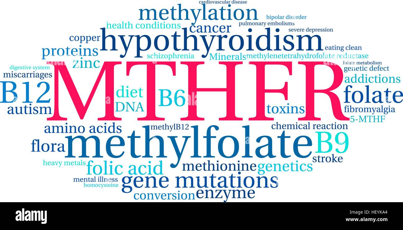 MTHFR word cloud on a white background. Stock Vector