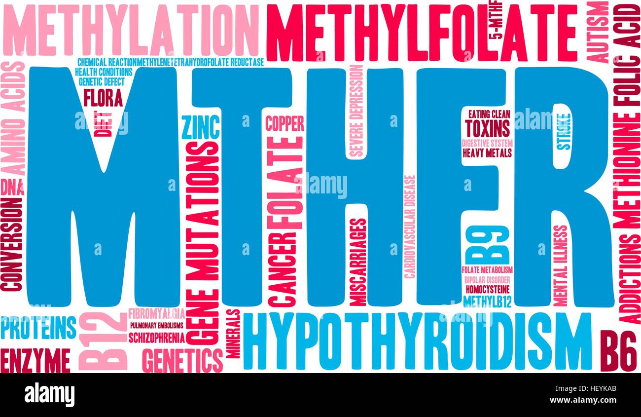 MTHFR word cloud on a white background. Stock Vector