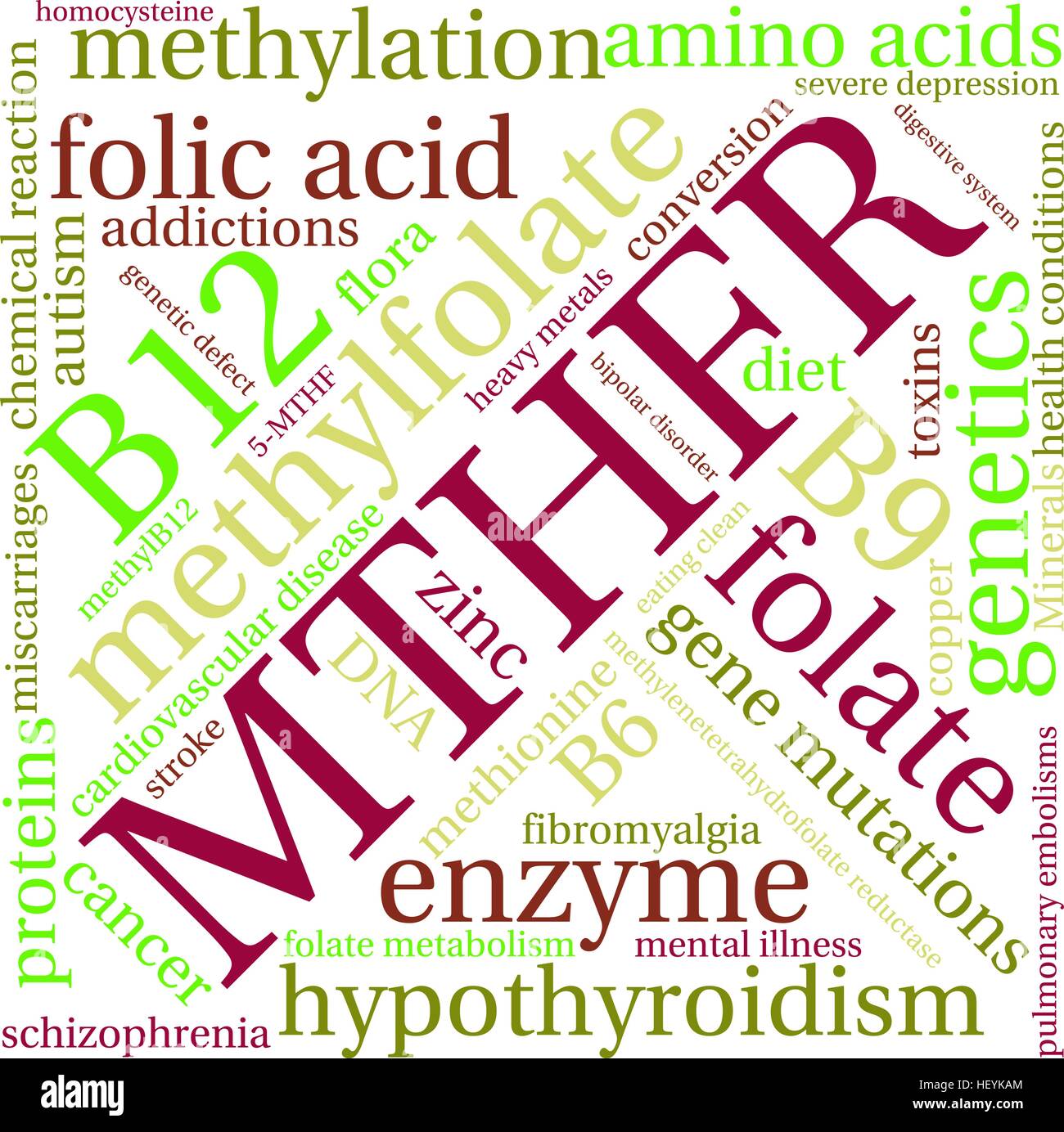 MTHFR word cloud on a white background. Stock Vector
