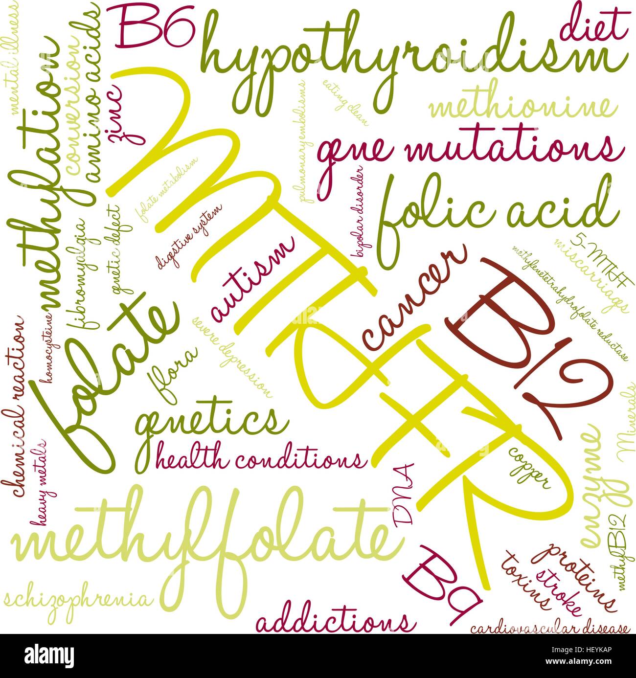 MTHFR word cloud on a white background. Stock Vector