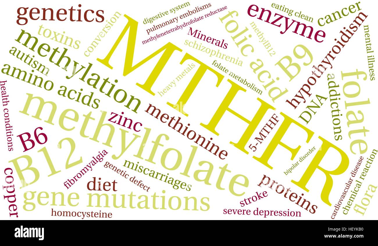MTHFR word cloud on a white background. Stock Vector