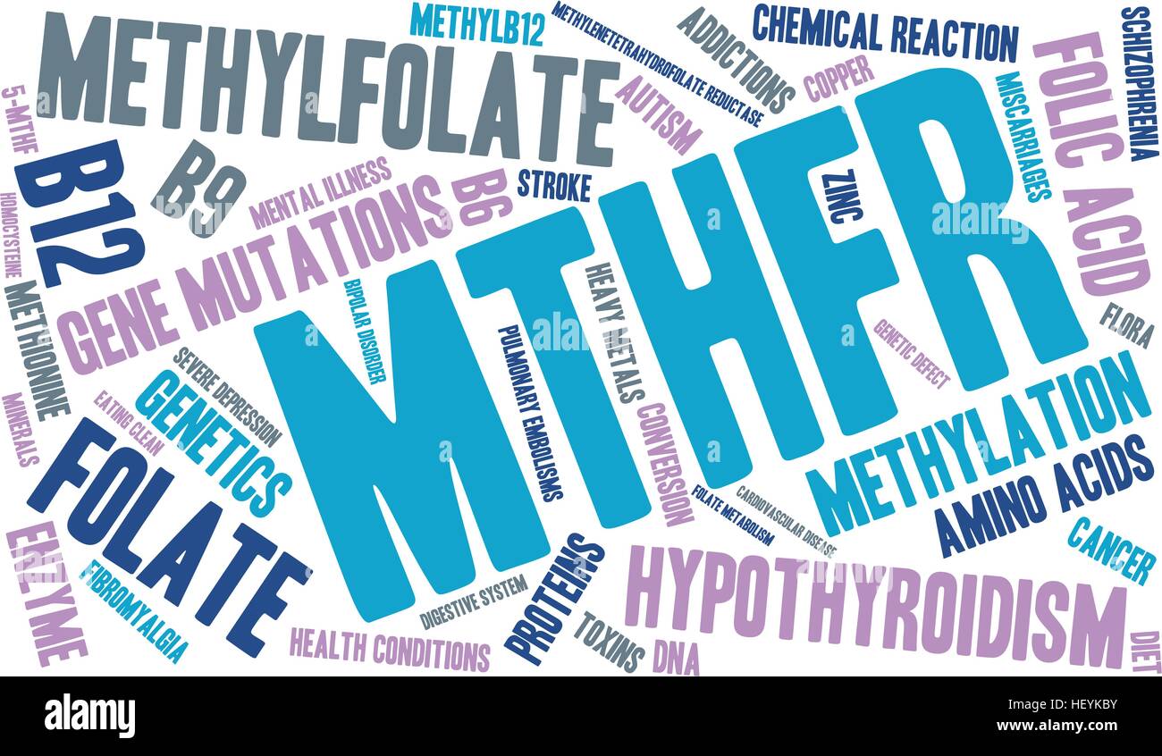 MTHFR word cloud on a white background. Stock Vector