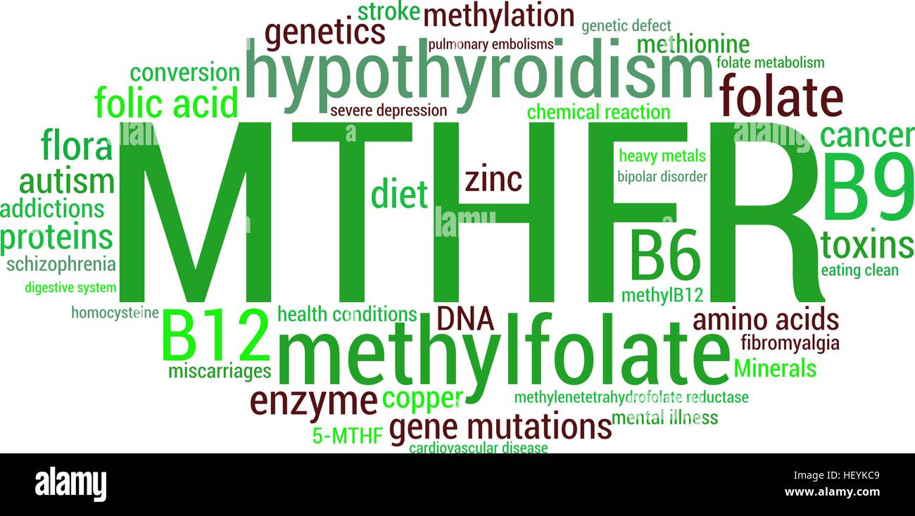 MTHFR word cloud on a white background. Stock Vector