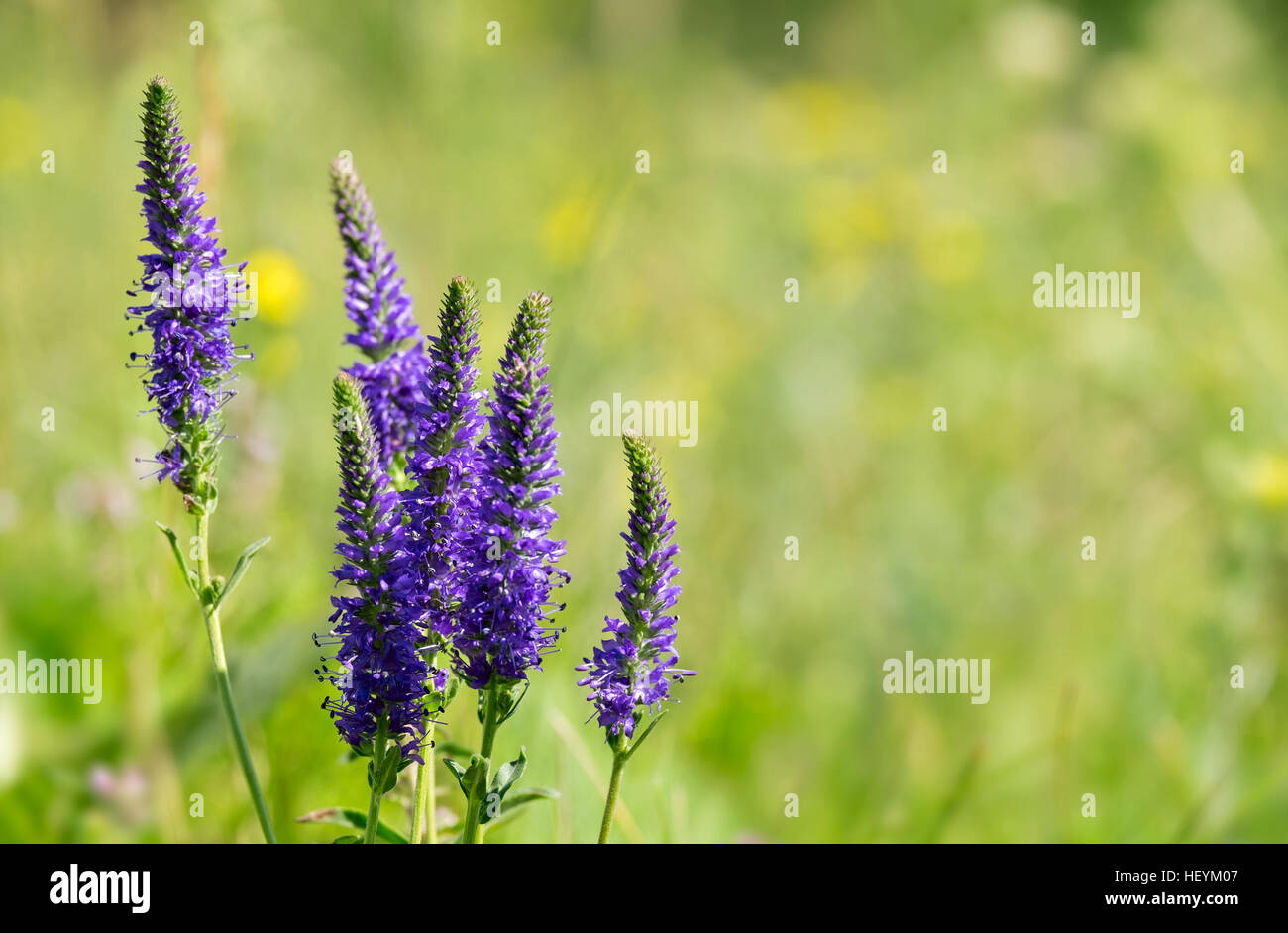 Bunch of Veronica spicata flowers on the meadow Stock Photo