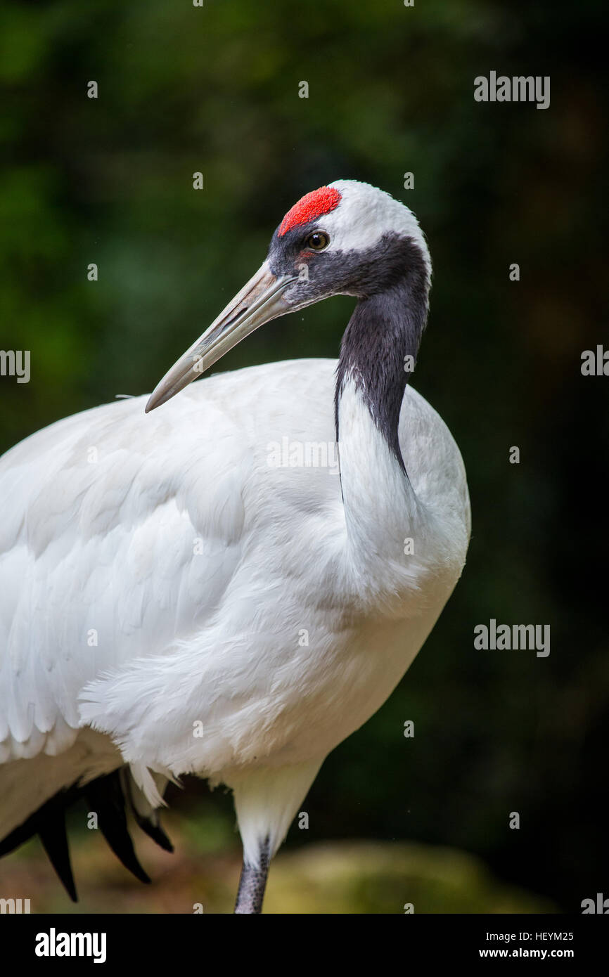 Portrait of a red-crowned crane, Grus japonensis, or Manchurian crane. In East Asia it is known as a symbol of luck, longevity and fidelity. Stock Photo