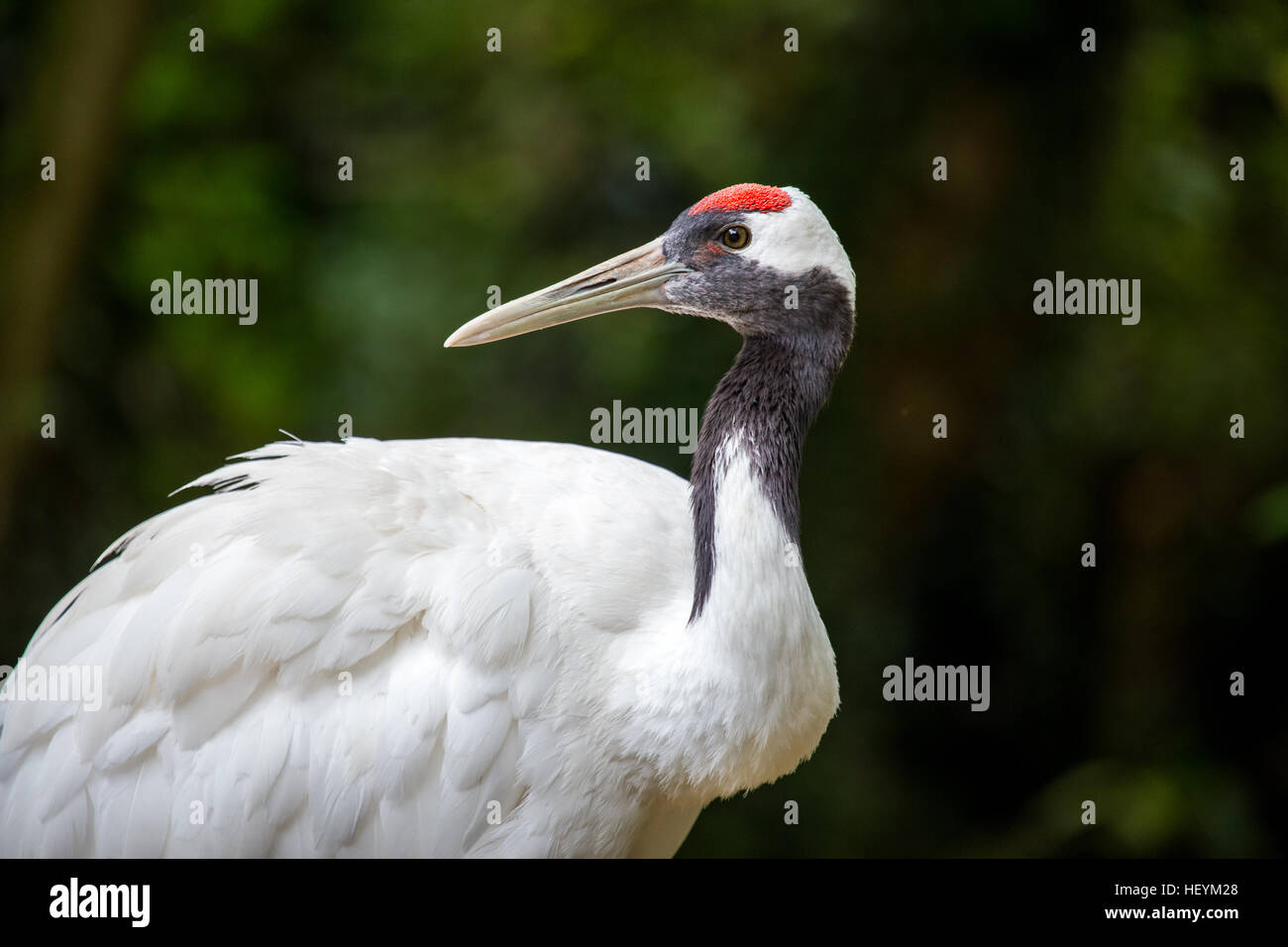 Portrait of a red-crowned crane, Grus japonensis, or Japanese crane. In East Asia it is known as a symbol of luck, longevity and fidelity. Stock Photo