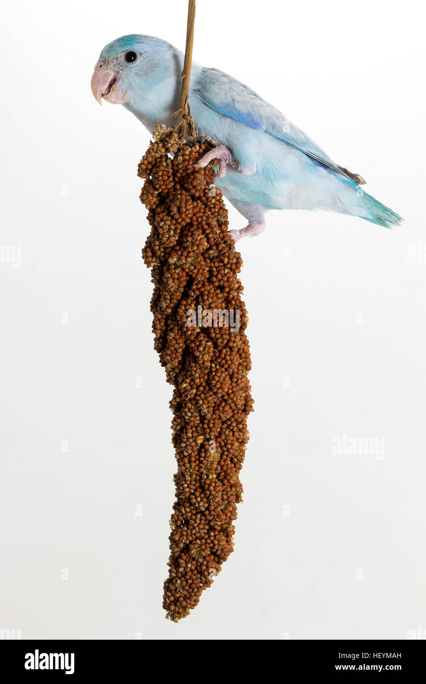 Birds That Eat Millet