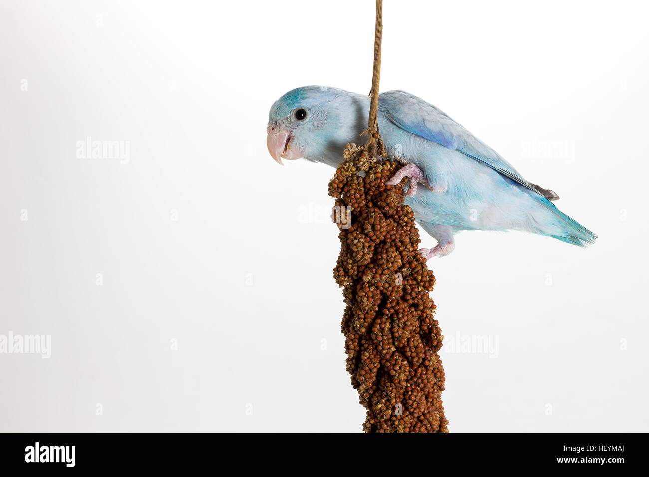 Birds That Eat Millet