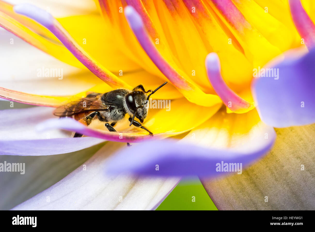 Bee Eating eating Syrup in the Lotus Stock Photo Alamy