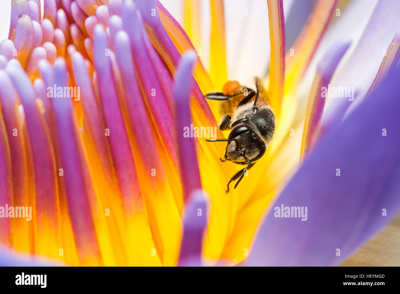 Bee Eating eating Syrup in the Lotus Stock Photo Alamy