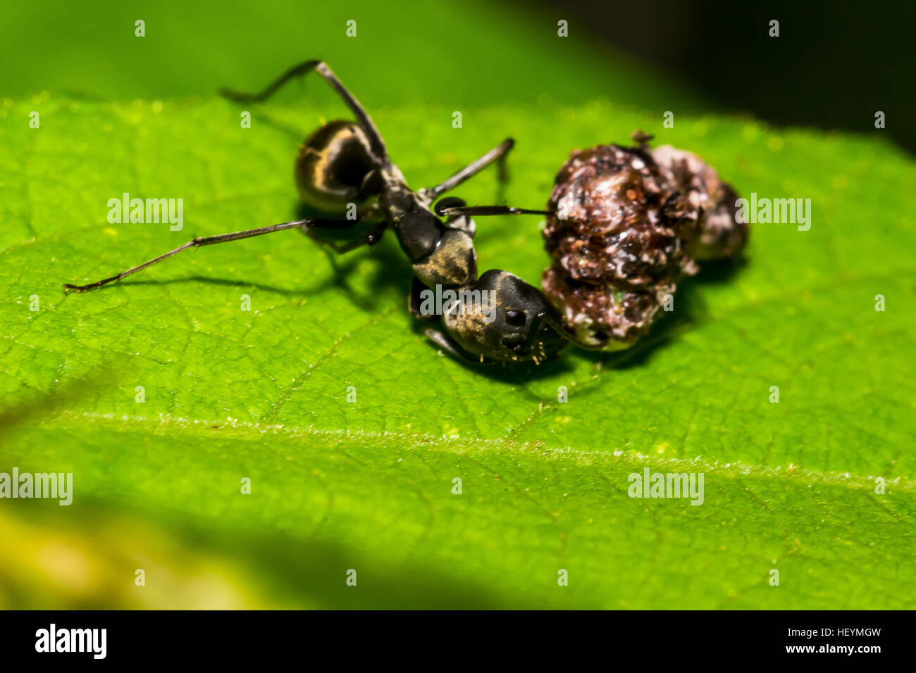 Big black ant hires stock photography and images Alamy