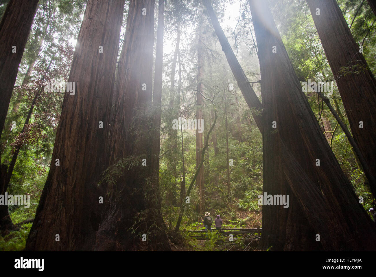 On a, wet,rainy,rain,rain,day of the giant Coastal Giant,Redwoods