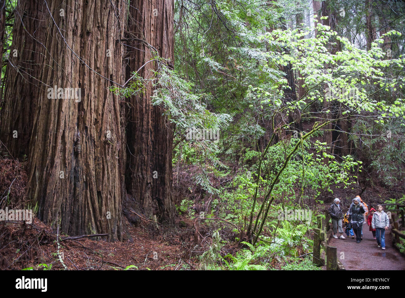 On a, wet,rainy,rain,rain,day of the giant Coastal Giant,Redwoods