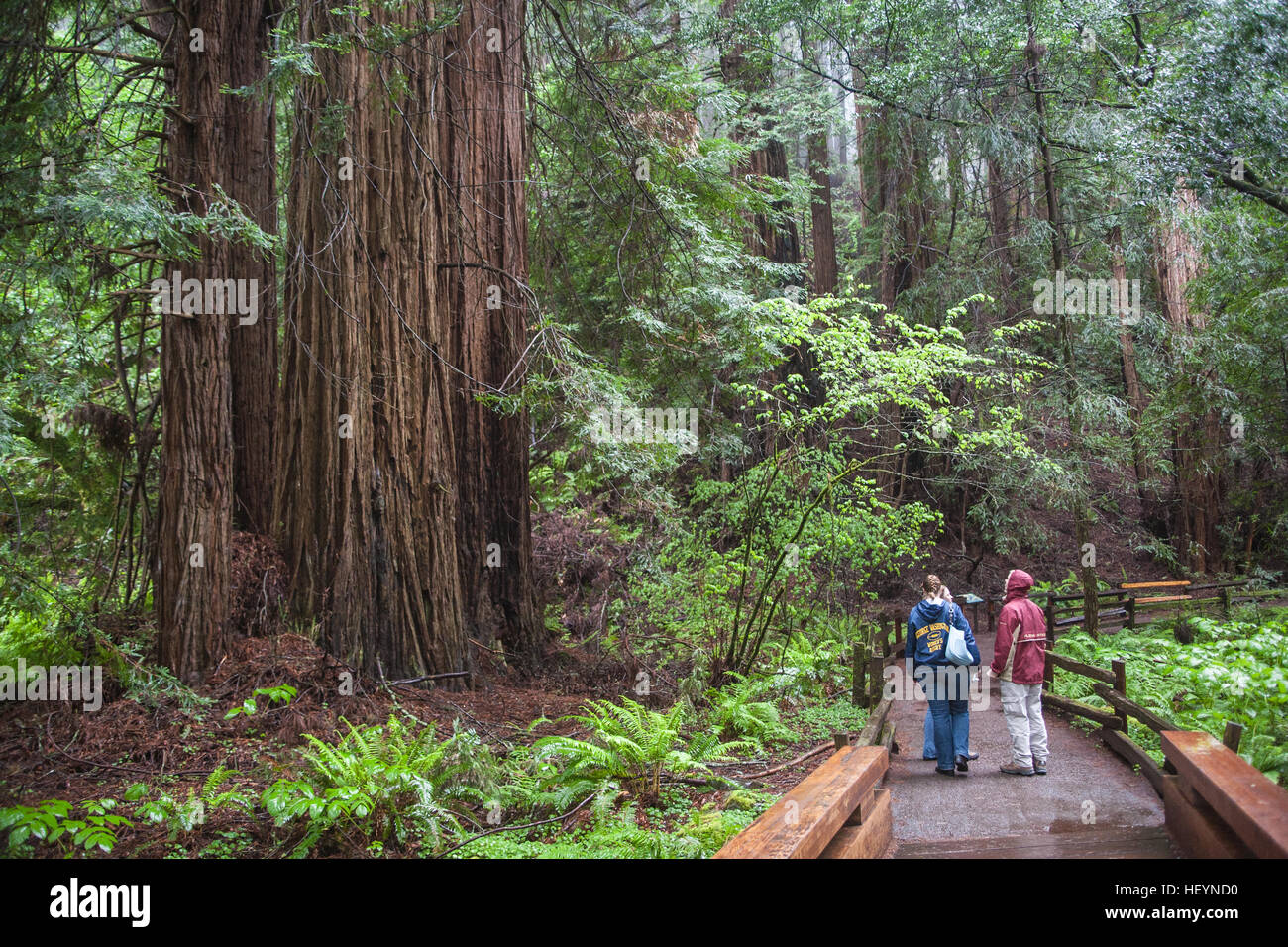 On a, wet,rainy,rain,rain,day of the giant Coastal Giant,Redwoods
