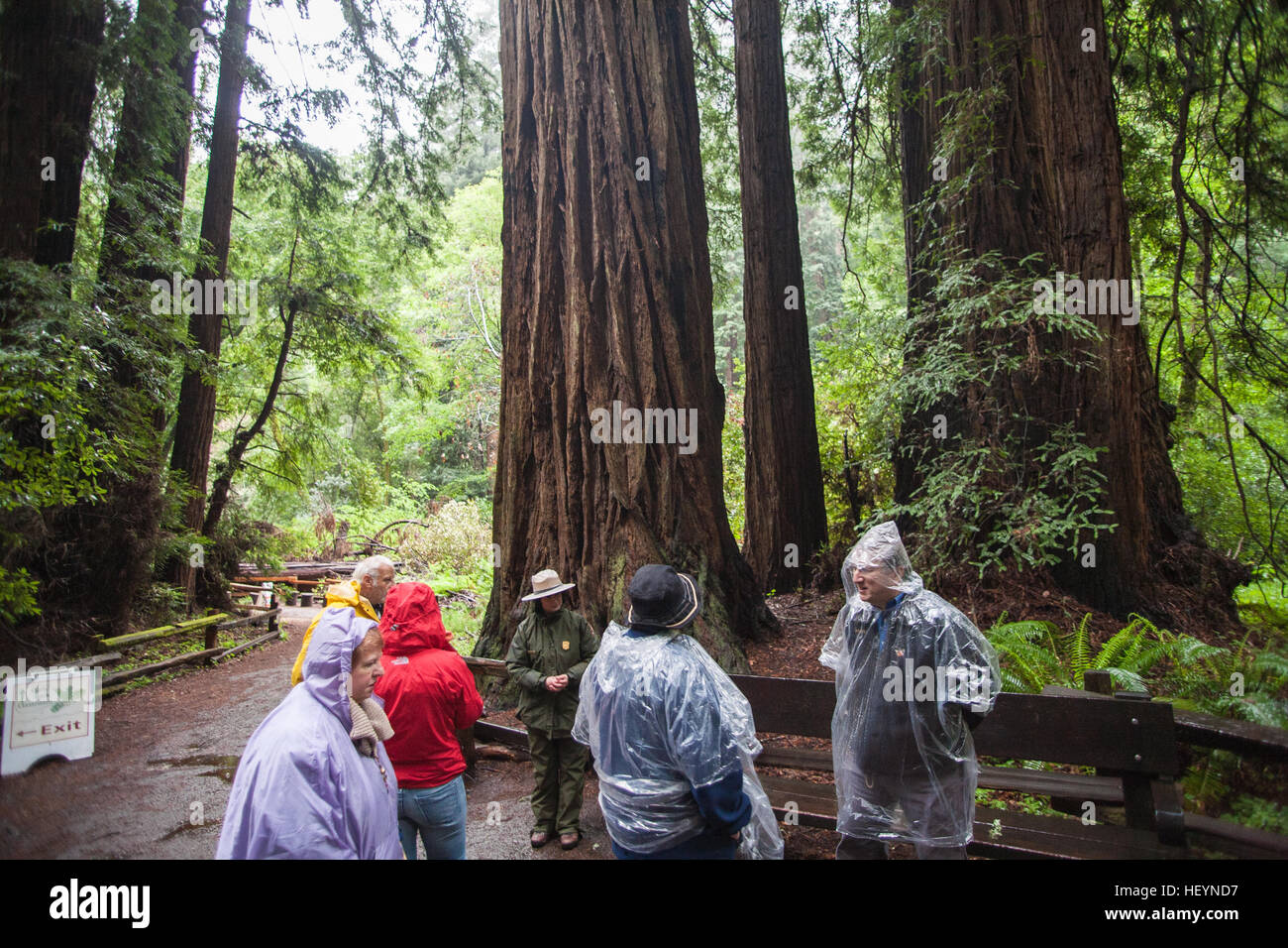 On a, wet,rainy,rain,rain,day of the giant Coastal Giant,Redwoods