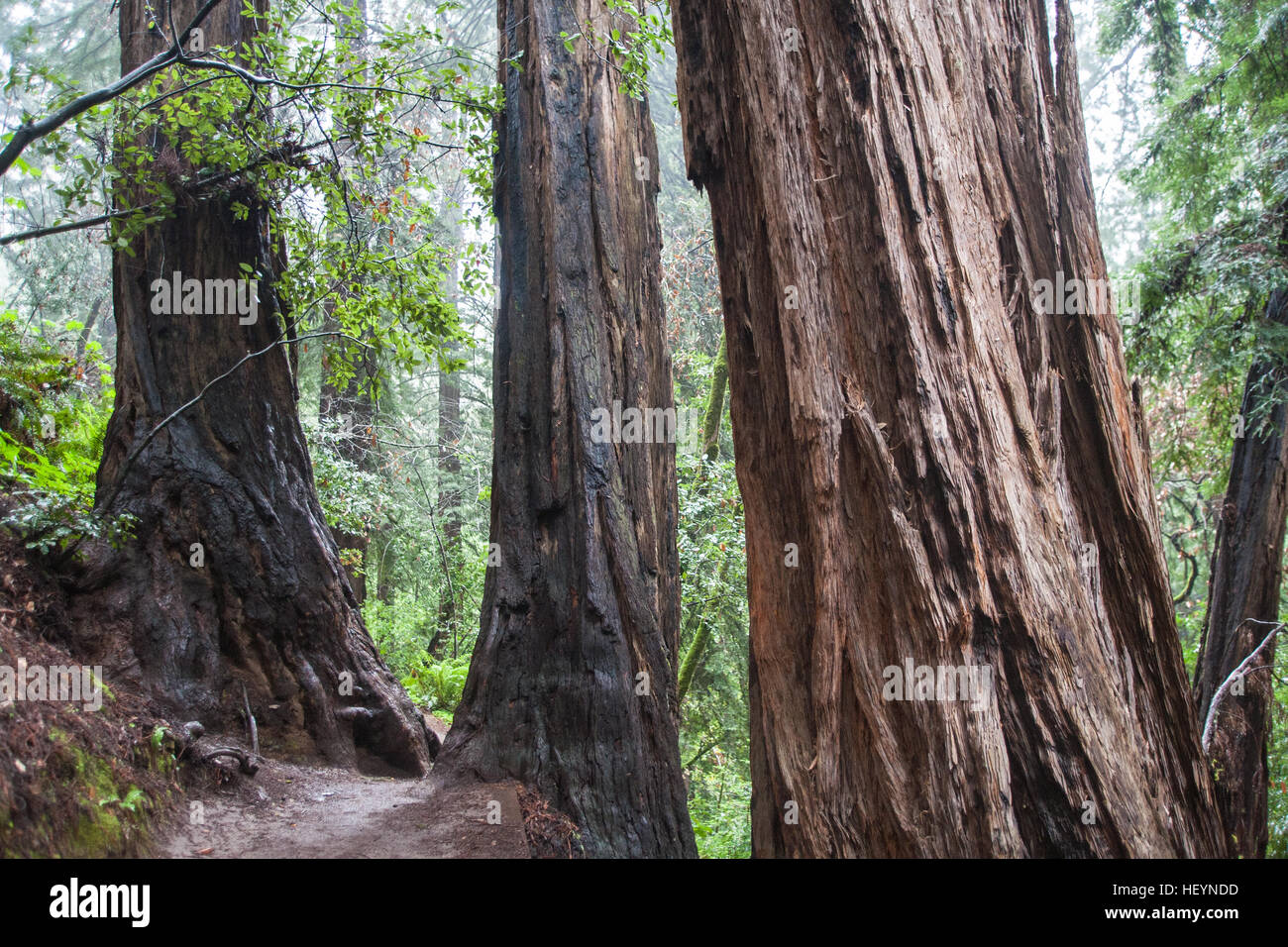 On a, wet,rainy,rain,rain,day of the giant Coastal Giant,Redwoods