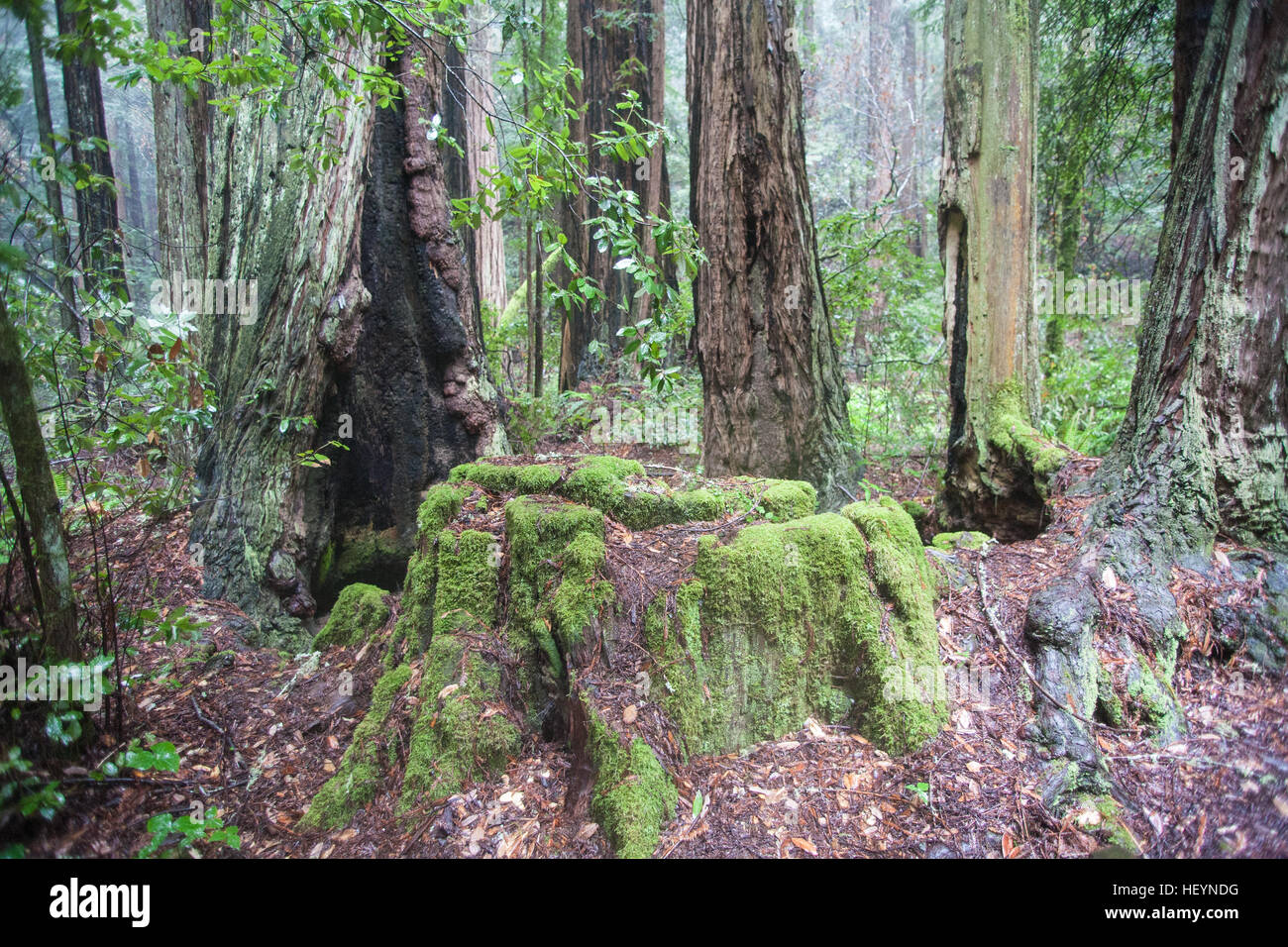 On a, wet,rainy,rain,rain,day of the giant Coastal Giant,Redwoods