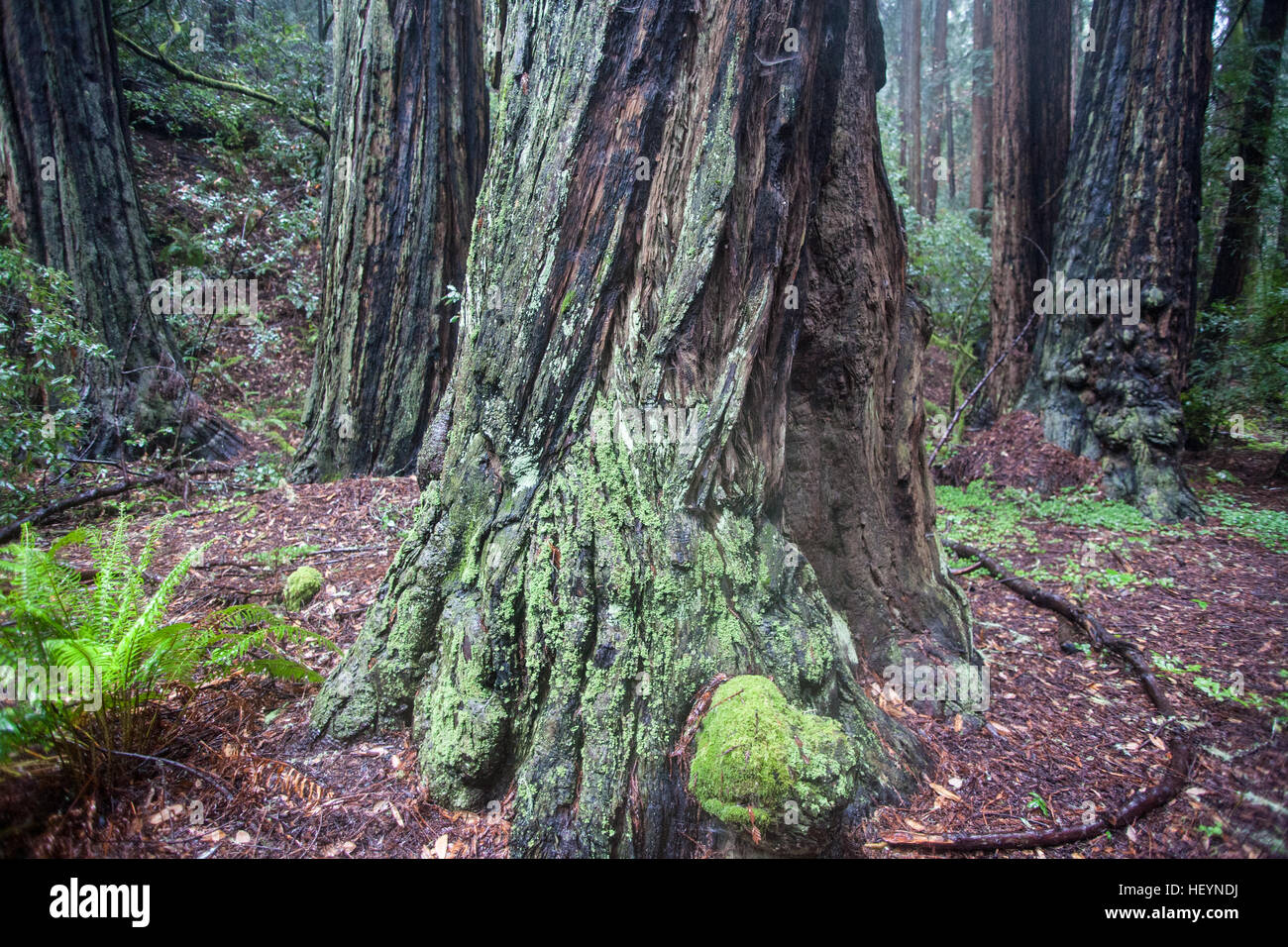 On a, wet,rainy,rain,rain,day of the giant Coastal Giant,Redwoods