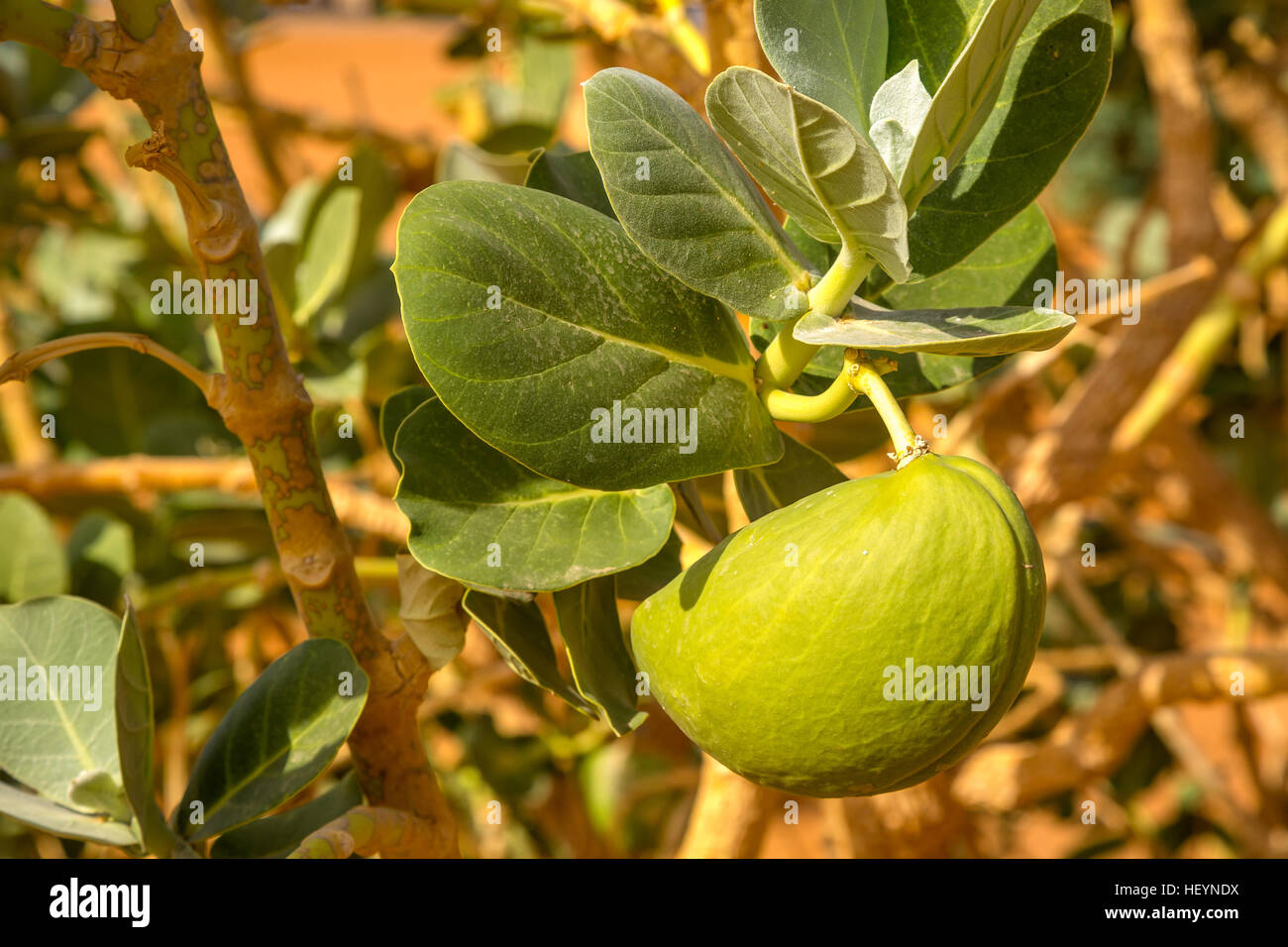 Sahara desert plant Sodom Apple or Stabragh (Calotropis procera ...