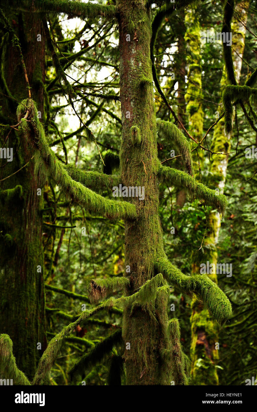 Drooping Branches Stock Photos & Drooping Branches Stock Images Alamy