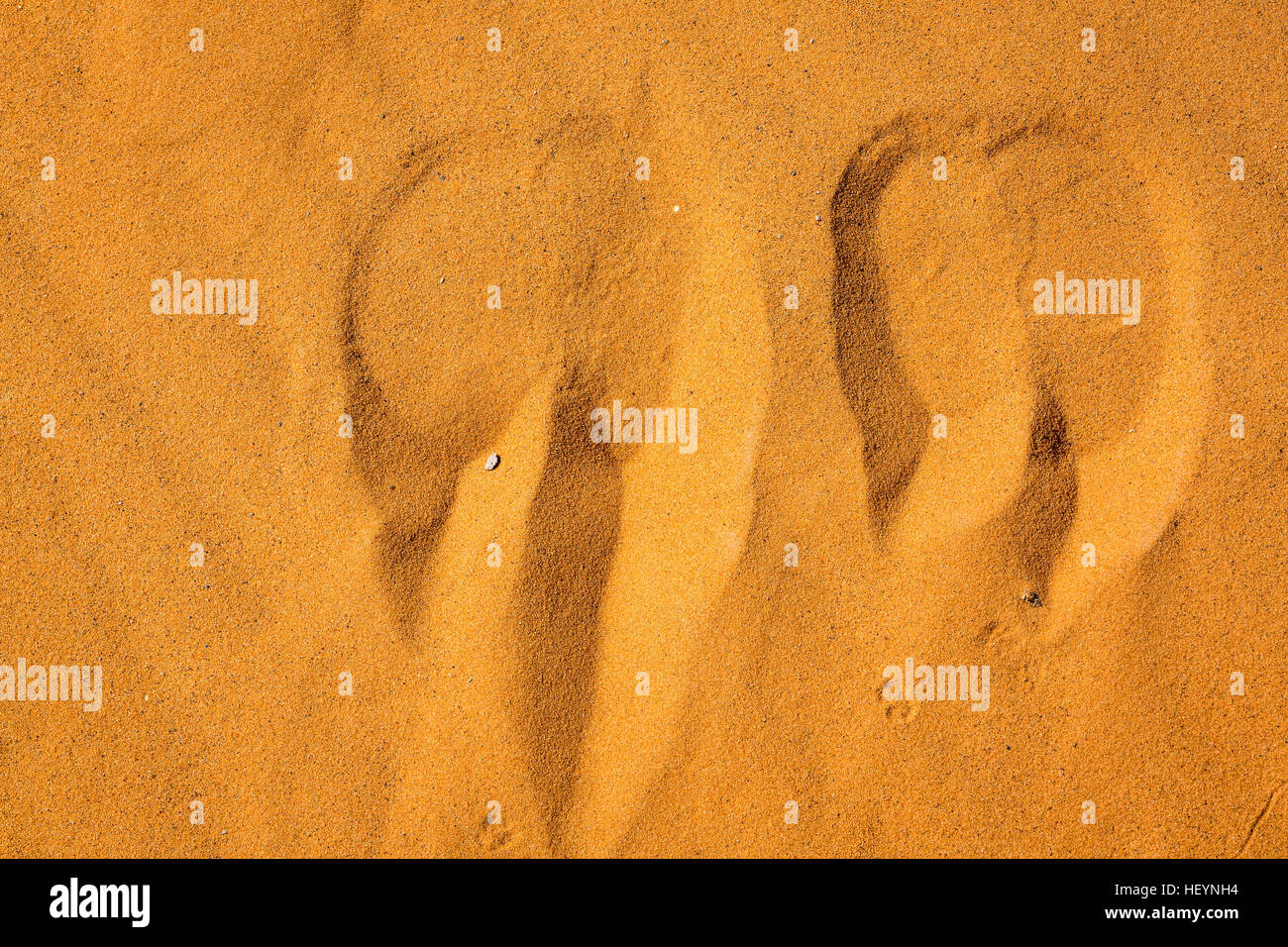 Camel footprints in the sand close up. Sahara desert in Morocco. Stock Photo