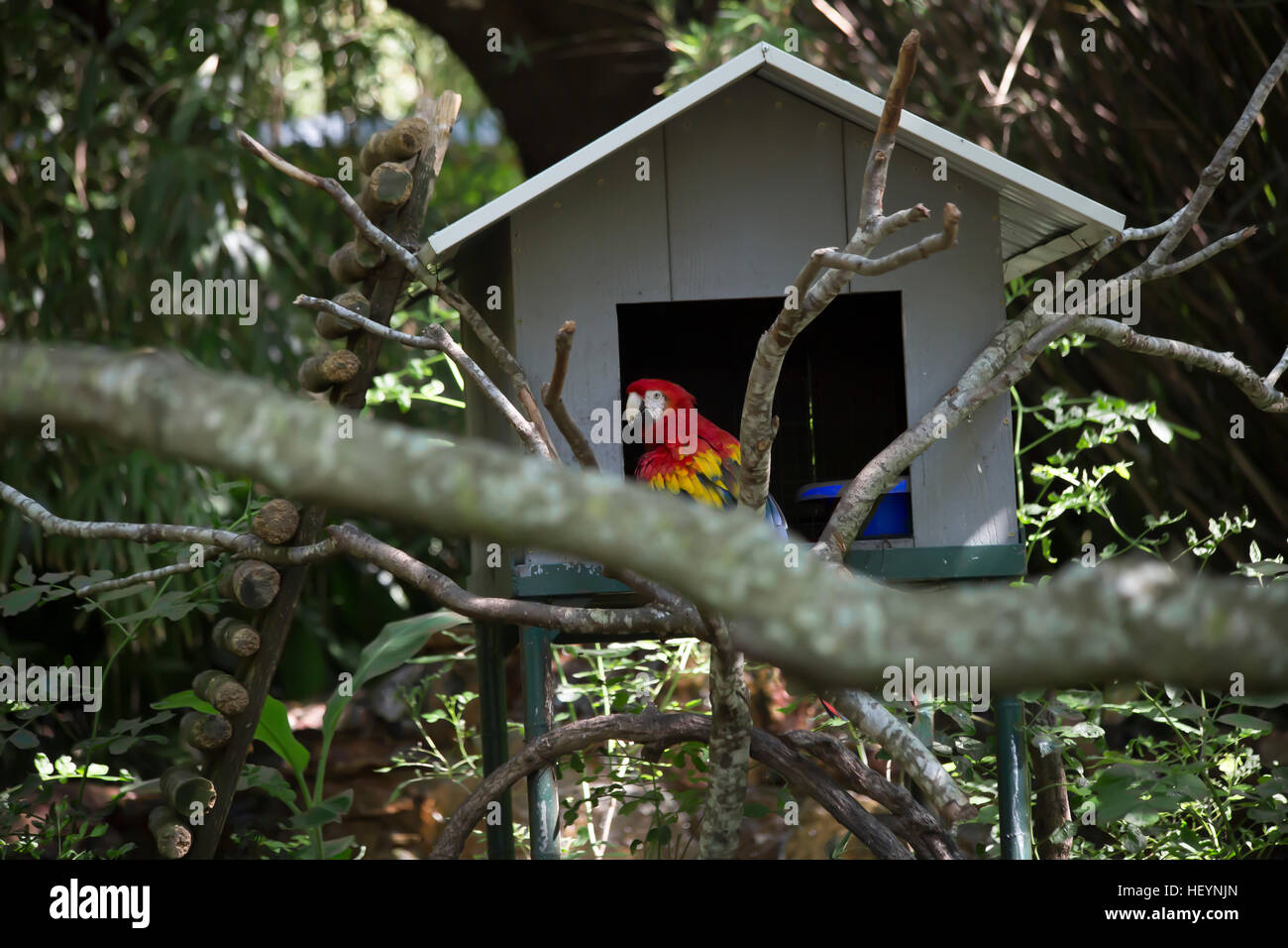 Scarlet macaw near a birdhouse Stock Photo - Alamy