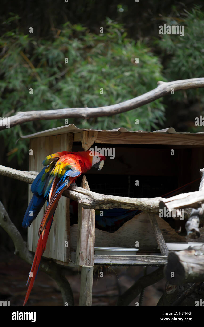 Scarlet macaw near a birdhouse Stock Photo - Alamy