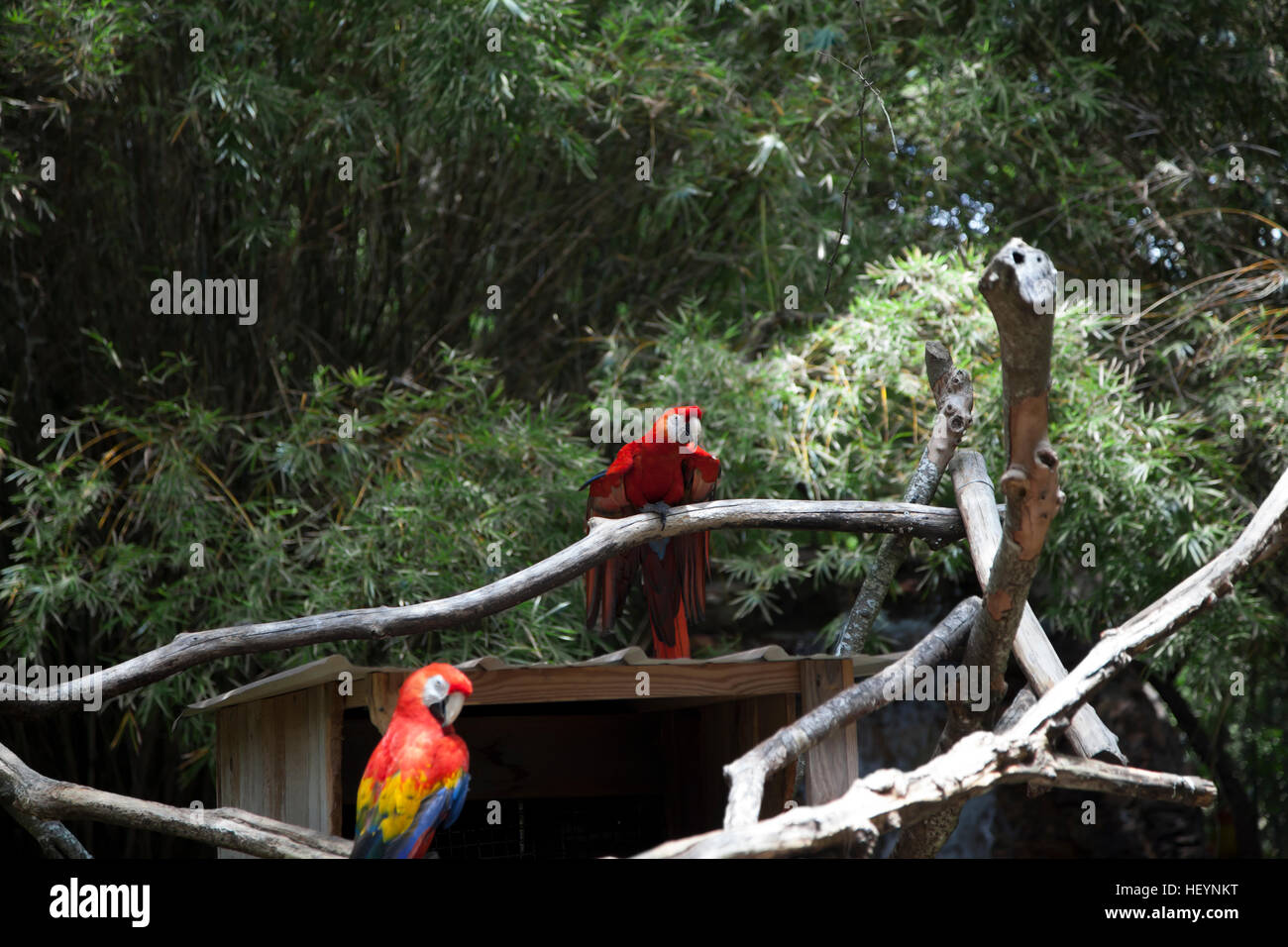 Curated visual reference: Fresh Look at Scarlet Macaws Looking Hi Res Stock Photography And Images