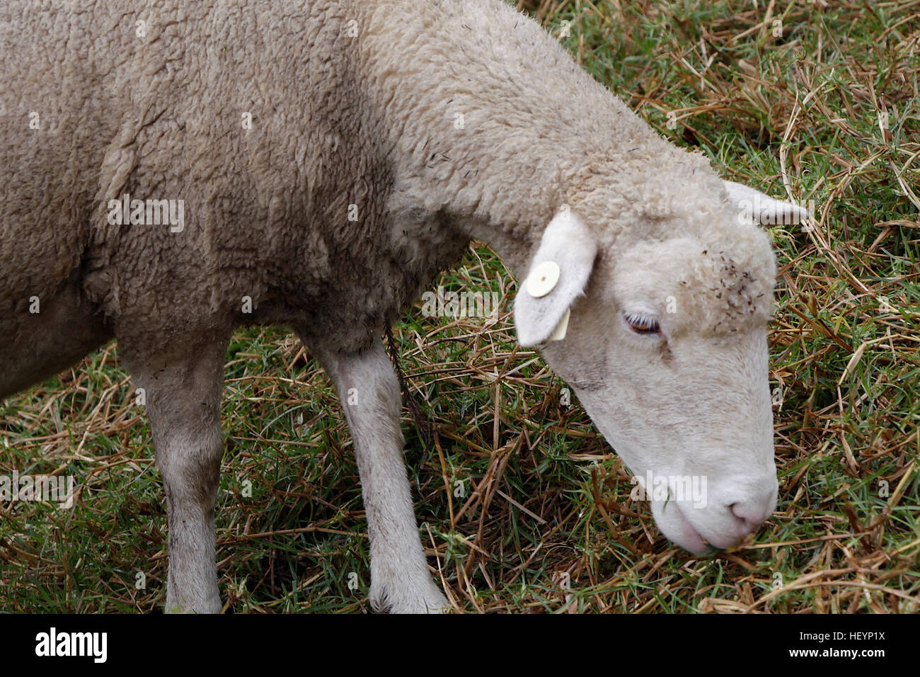 Sheep eating grass facing right. Stock Photo