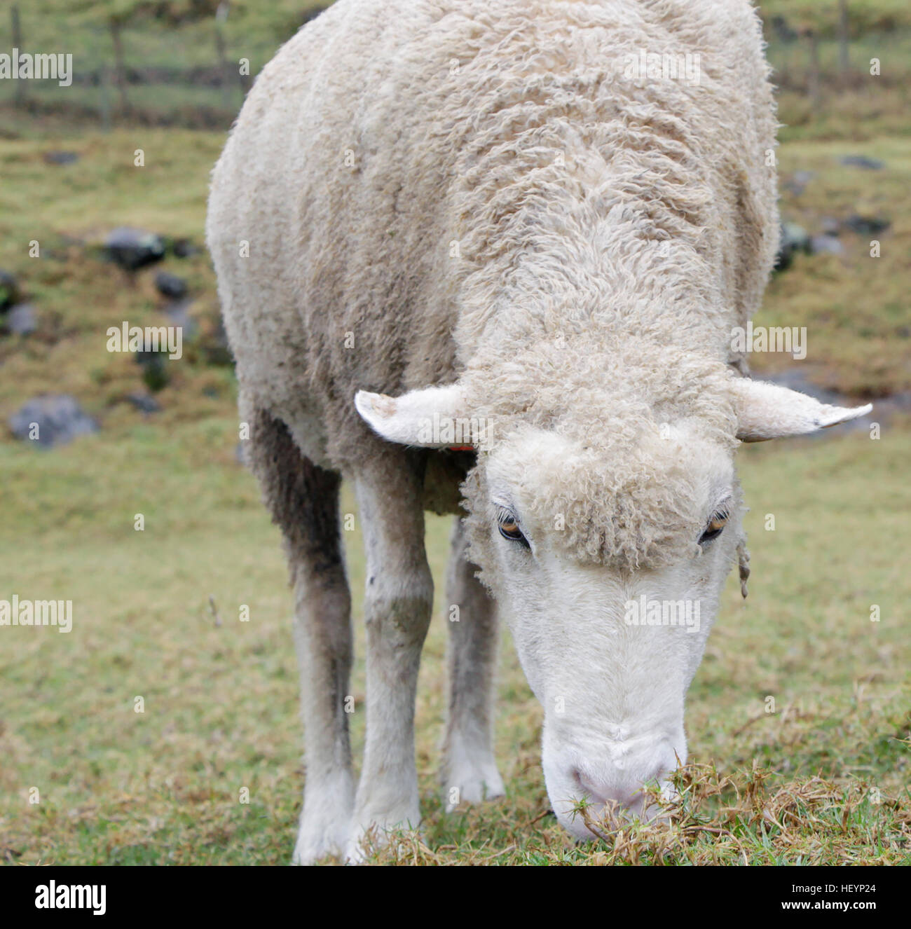 Front view of sheep eating grass Stock Photo - Alamy
