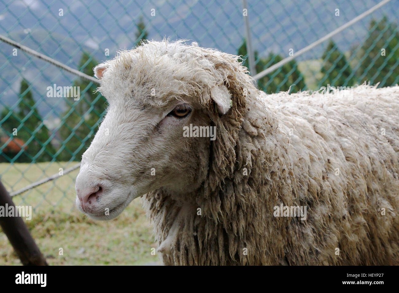 Sheep in front of fence. Stock Photo