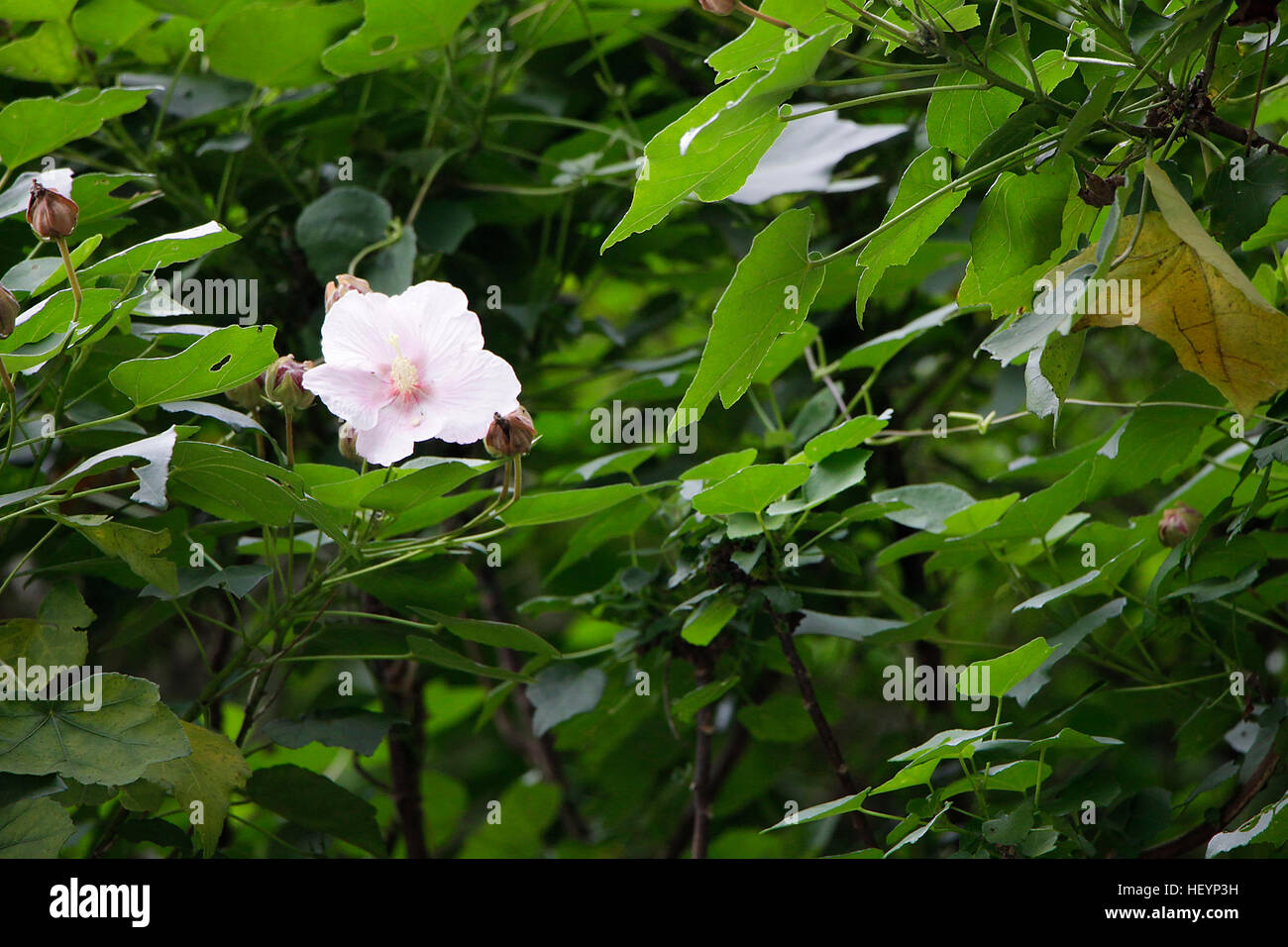 Pink tropical flower hi-res stock photography and images - Alamy