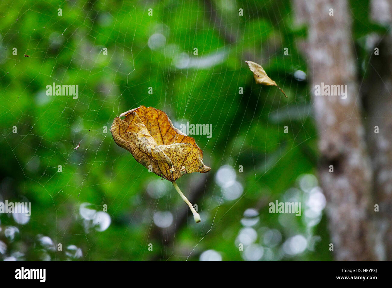 Leaf caught in spider web. Stock Photo