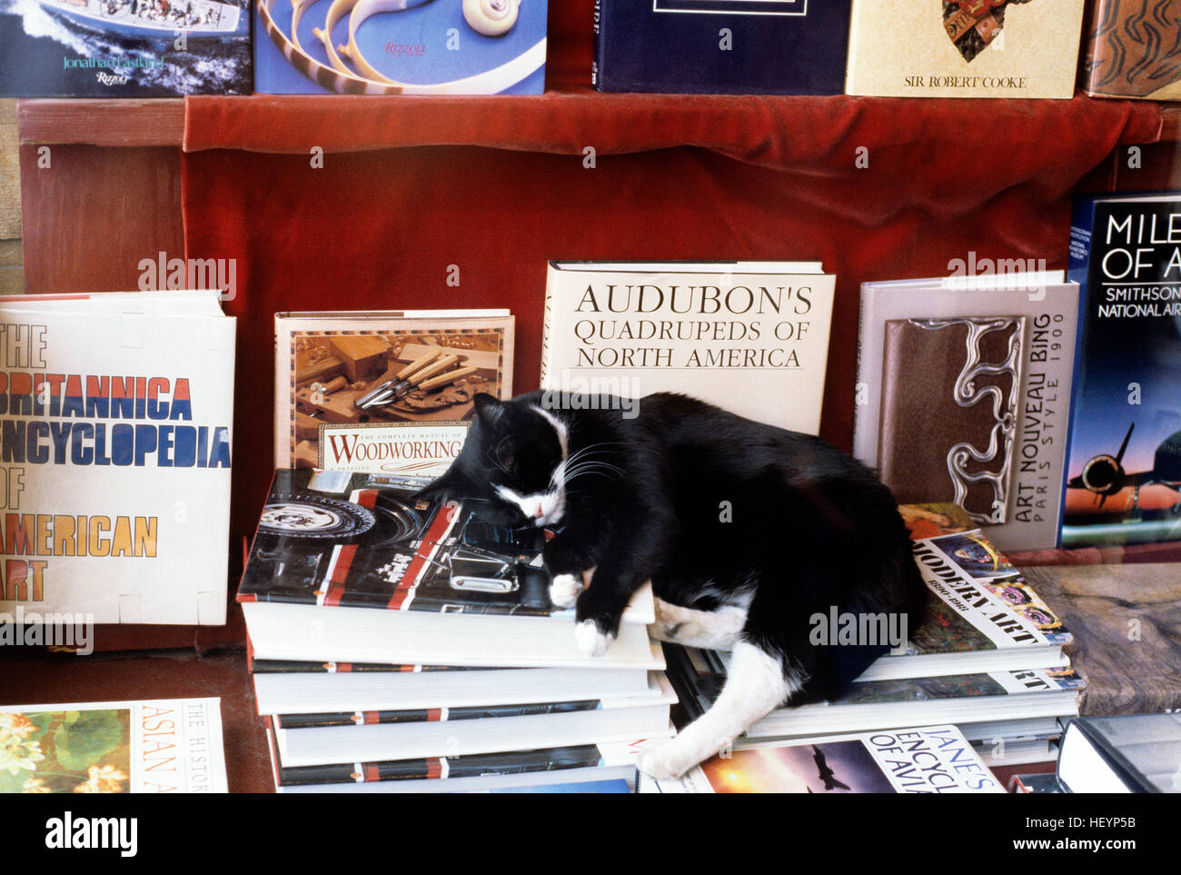 Cat sleeping in bookstore window along the "Ave" University District Seattle Washington State USA Stock Photo
